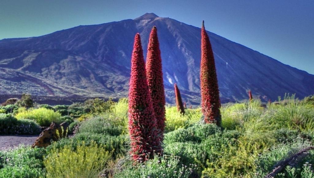 Marody Tenerife House El Medano  Ngoại thất bức ảnh